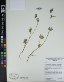 Sidalcea malviflora subsp. dolosa image