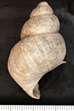 Viviparus georgianus image