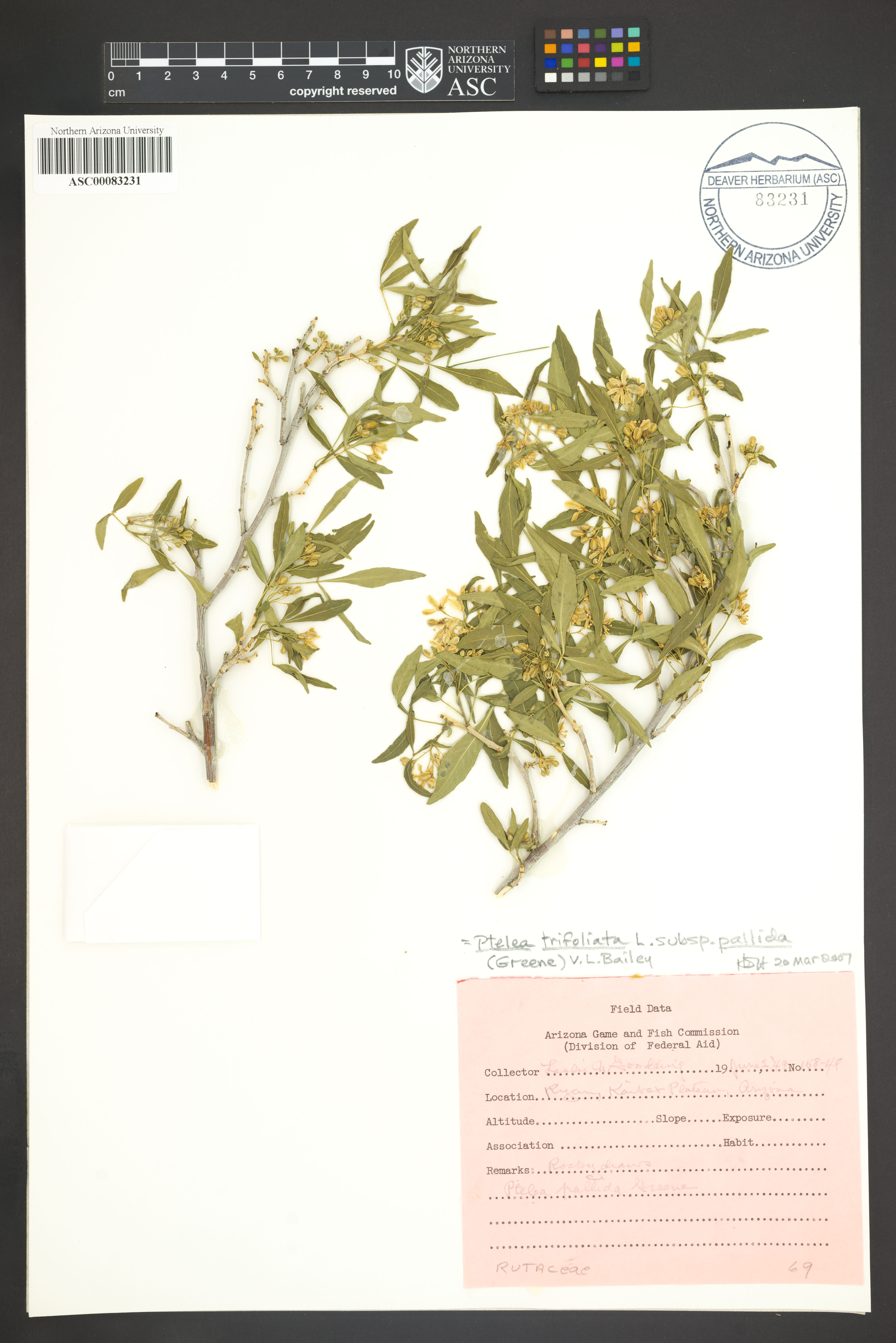 Ptelea trifoliata subsp. pallida image