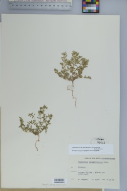 Euphorbia serpillifolia subsp. serpillifolia image