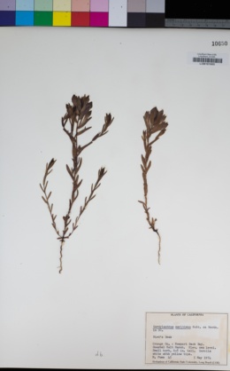 Chloropyron maritimum subsp. maritimus image