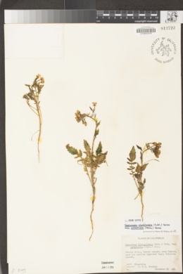 Chylismia claviformis subsp. aurantiaca image