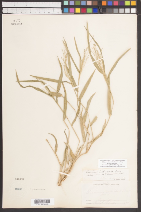 Panicum hirticaule subsp. stramineum image