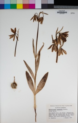 Fritillaria agrestis image