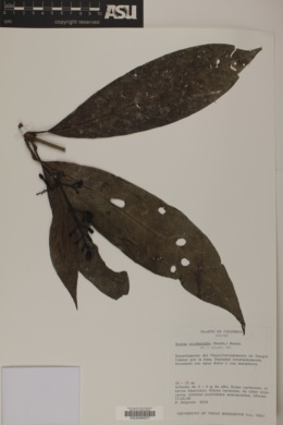Rustia occidentalis image