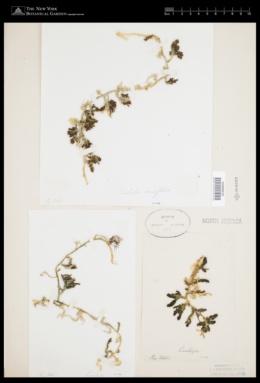 Caulerpa cupressoides var. ericifolia image