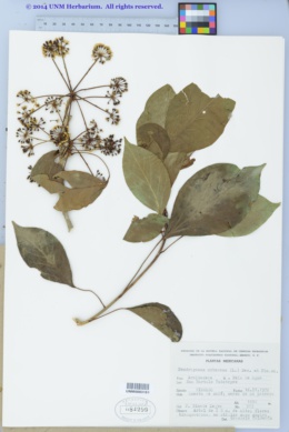 Image of Dendropanax arboreus