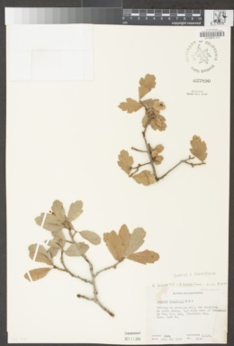 Quercus × alvordiana image