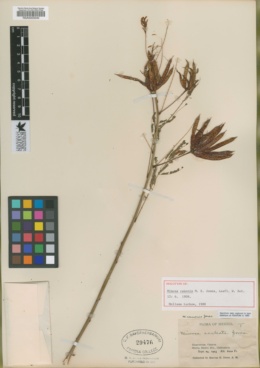 Image of Mimosa canonis