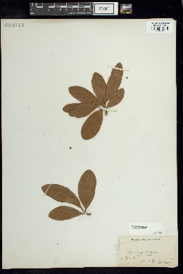 Quercus virens image