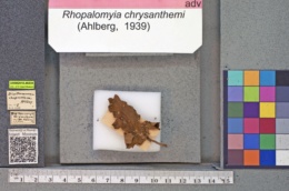 Rhopalomyia chrysanthemi image