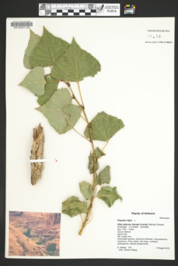 Populus nigra image
