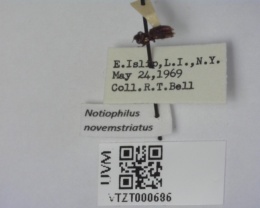 Notiophilus novemstriatus image