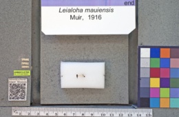Image of Leialoha mauiensis