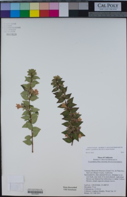 Image of Abelia × grandiflora