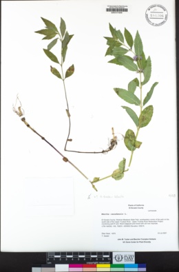 Mentha canadensis image
