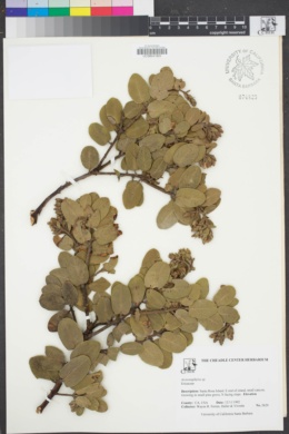 Image of Arctostaphylos confertiflora