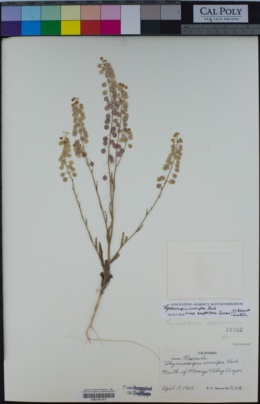 Image of Thysanocarpus desertorum