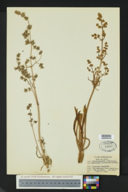 Valeriana micrantha image