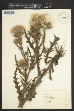 Cirsium horridulum var. elliottii image