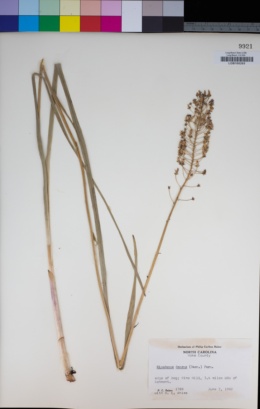 Image of Stenanthium densum