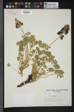 Lupinus excubitus var. johnstonii image