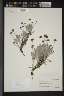Eriogonum pauciflorum var. pauciflorum image