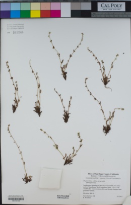 Image of Plagiobothrys collinus