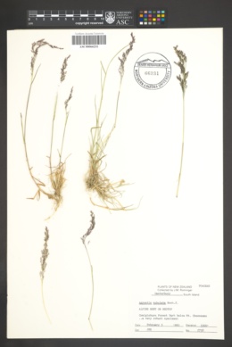 Agrostis subulata image