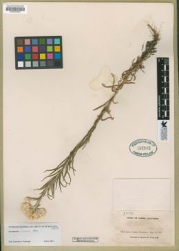 Image of Pseudognaphalium cheiranthifolium