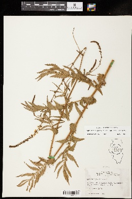 Agrimonia parviflora image