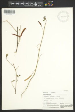 Image of Desmanthus virgatus