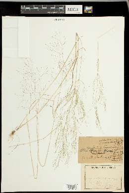 Agrostis nebulosa image