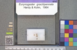 Image of Eurynogaster gracilipennata