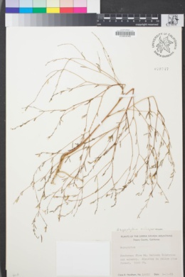 Image of Gayophytum eriospermum