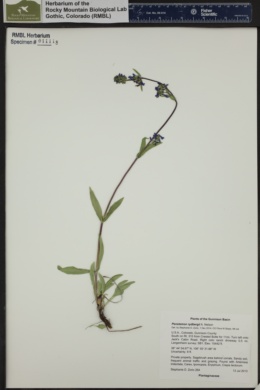 Penstemon confertus subsp. procerus image