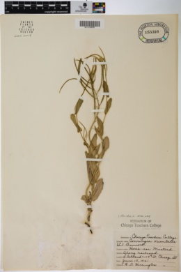 Image of Conringia orientalis