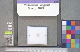 Proterhinus longulus image
