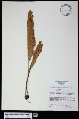 Polypodium pellucidum var. vulcanicum image