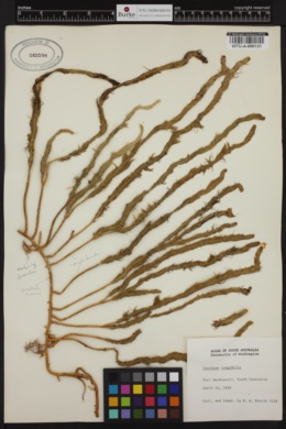 Caulerpa longifolia image