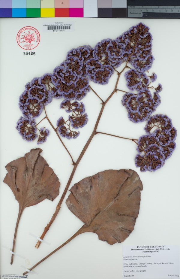 Plumbaginaceae image