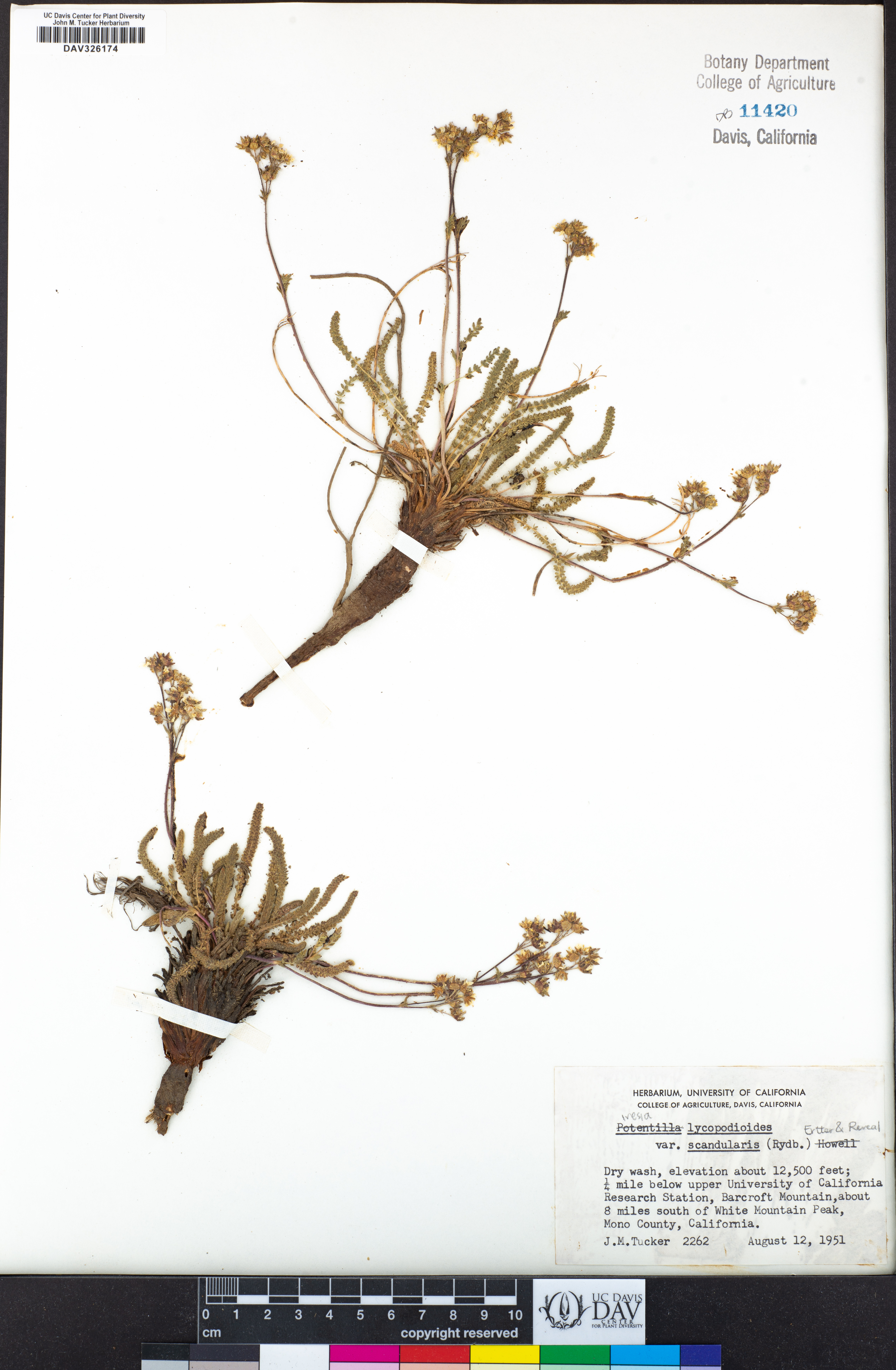 Ivesia lycopodioides subsp. scandularis image