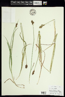 Carex interjecta image