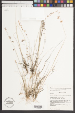 Eragrostis brownii image