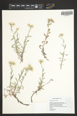 Image of Antennaria geyeri