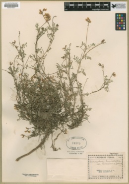 Astragalus humistratus var. tenerrimus image