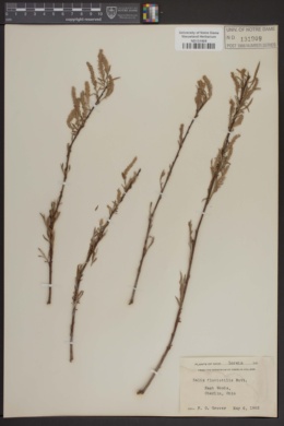 Image of Salix melanopsis