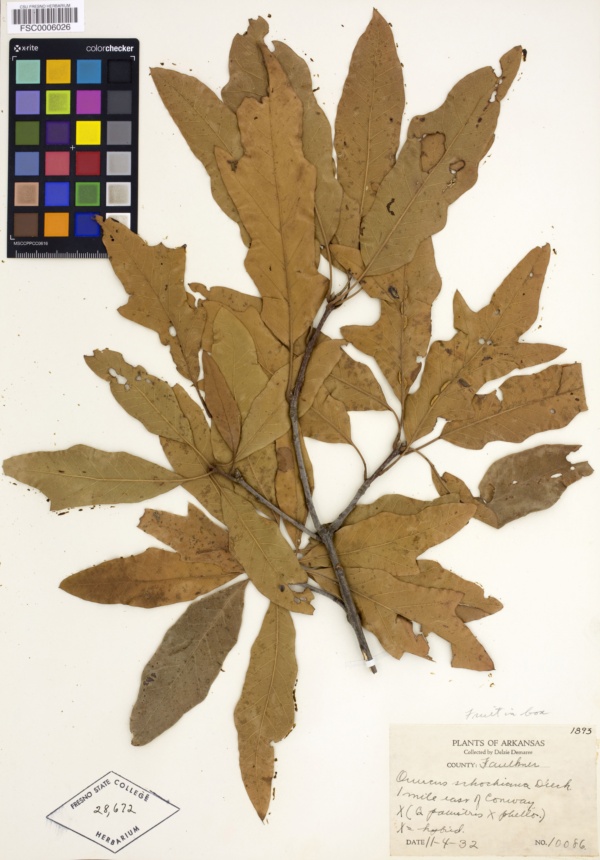 Quercus schochiana image