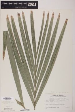 Chrysalidocarpus lutescens image