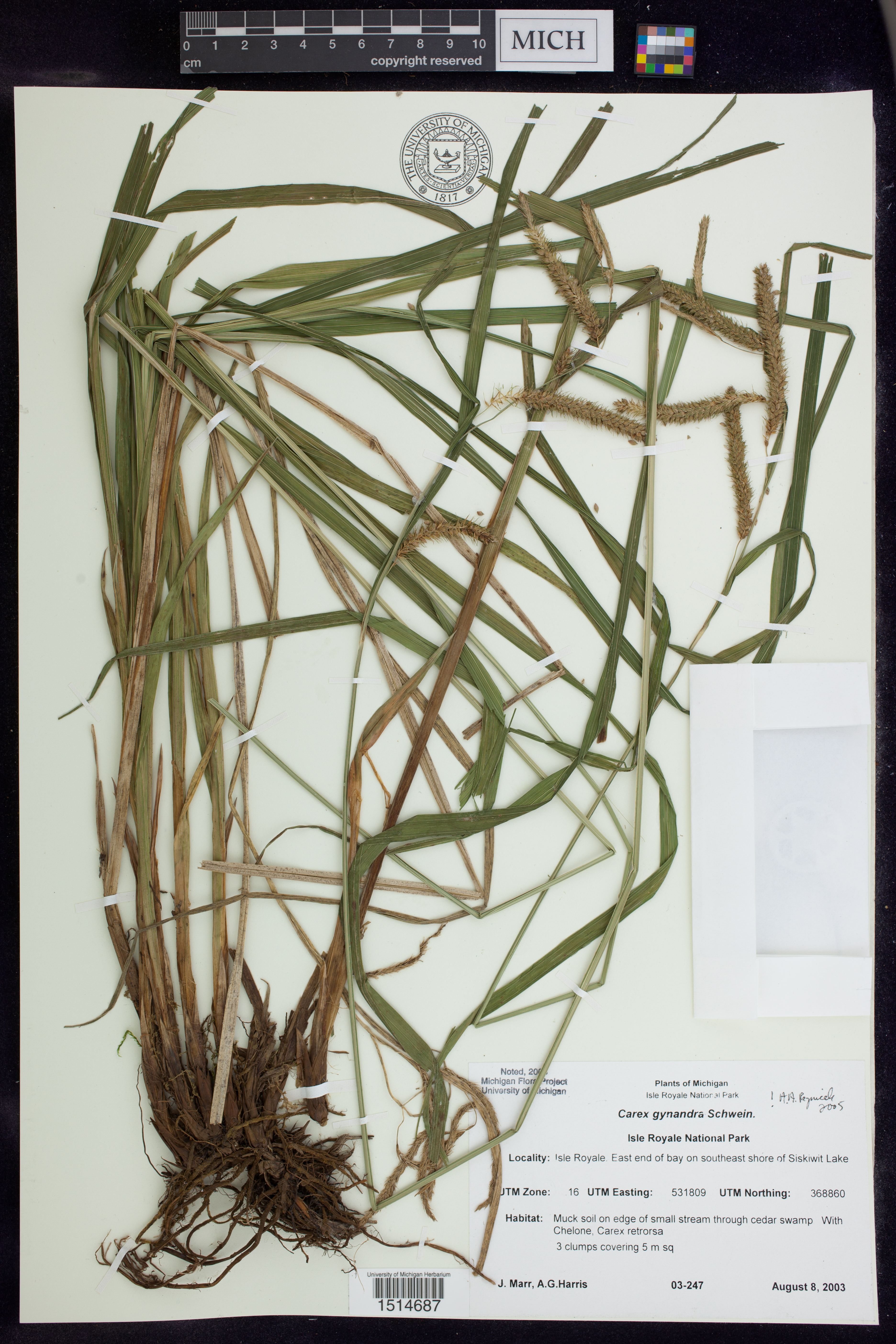 Image of Carex gynandra